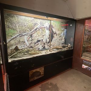 Tropical Hall - Lesser hedgehog tenrec exhibit 230922