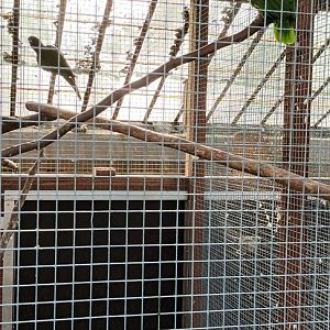 Yellow crowned Amazon and unidentified Parrot Aviary