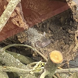 Tropical Hall - Lesser hedgehog tenrec 230922