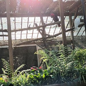 Eclectus Parrot and Sulphur crested Cockatoo Aviary