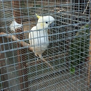 Sulphur crested Cockatoo