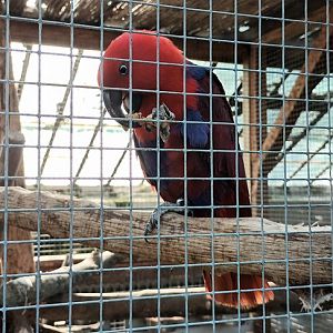 Eclectus Parrot enjoys a Peanut