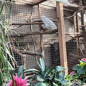 Umbrella Cockatoo Aviary