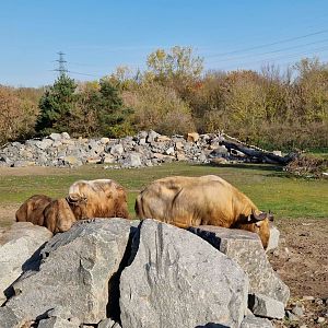 Golden Takin/Chinese Goral exhibit