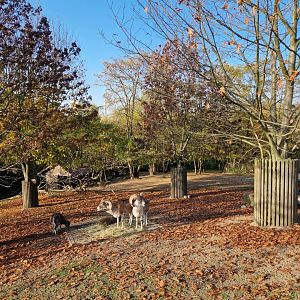 Marco Polo sheep/Barhal exhibit