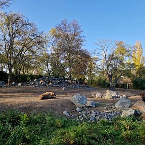 Sichuan Takin exhibit