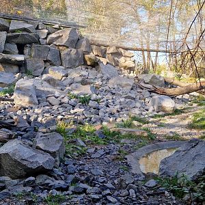 Snow Leopard exhibit