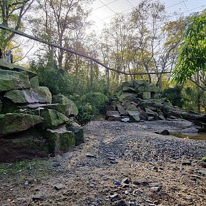 Bearded Vulture/White-eared pheasant exhibit