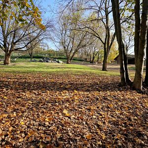 Markhor/ Siberian Ibex exhibit