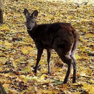 Siberian Musk Deer