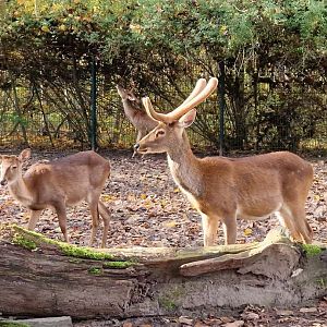 Eld’s Deer