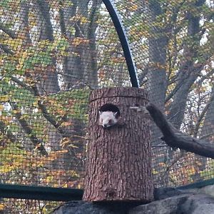 Red and White Giant Flying Squirrel