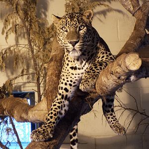 Sri-lankan leopard, Banham Zoological Gardens