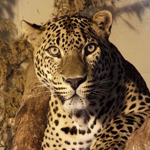 Sri-lankan leopard, Banham Zoological Gardens