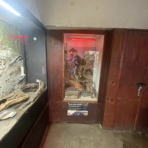 Tropical Hall - Egyptian spiny mouse exhibit 230922