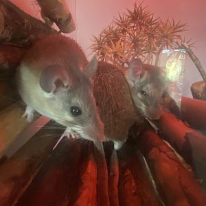 Tropical Hall - Egyptian spiny mice 230922