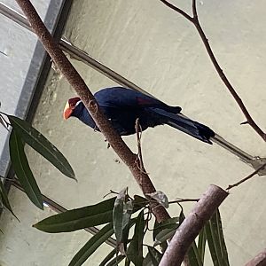 Tropical Hall - Violet turaco 230922