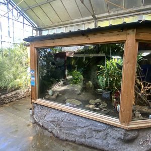 Tropical Hall - Red-footed tortoise and Cane toad exhibit 230922