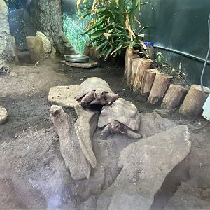 Tropical Hall - Red-footed tortoises 230922