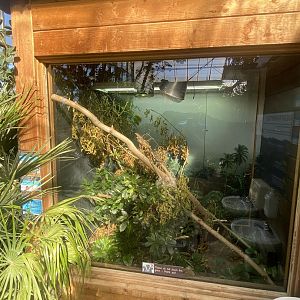 Tropical Hall - Panther chameleon and Cuvier's Madagascar swift exhibit 230922