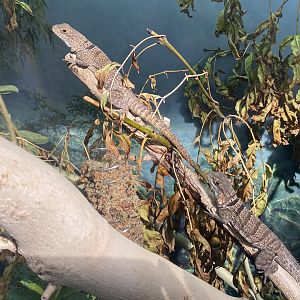 Tropical Hall - Cuvier's Madagascar swift 230922