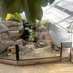 Tropical Hall - Long-nosed potoroo exhibit 230922