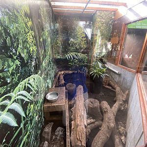 Tropical Hall -Large hairy armadillo exhibit 230922