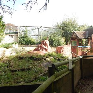 Meerkat exhibit 151022