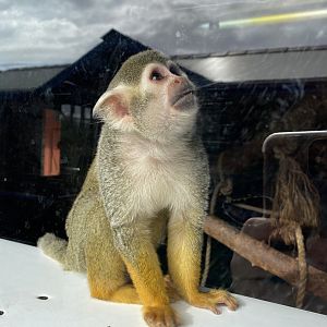 Common squirrel monkey 151022