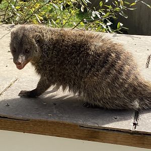 Banded mongoose 151022