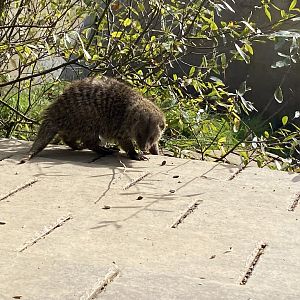 Banded mongoose 151022