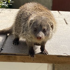 Banded mongoose 151022