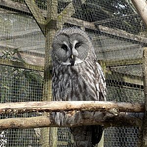 Eurasian great grey owl 151022