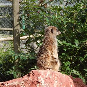 Meerkat 151022