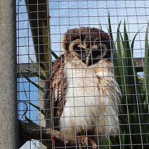 Brown wood owl 151022