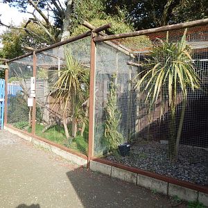 Orange-winged amazon aviary 151022