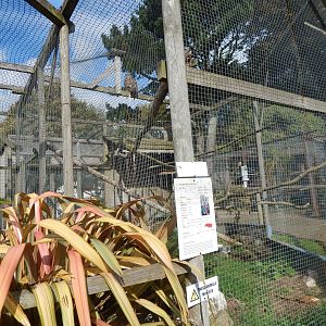 European eagle-owl aviary 151022