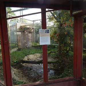 Savannah cat enclosure 151022