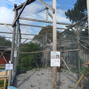 Eurasian great grey owl aviary 151022