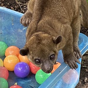 Kinkajou 151022