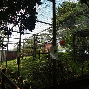 De Brazza's monkey enclosure 151022