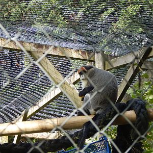 De Brazza's monkey 151022