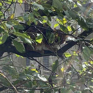 Sri Lankan rusty-spotted cat 151022
