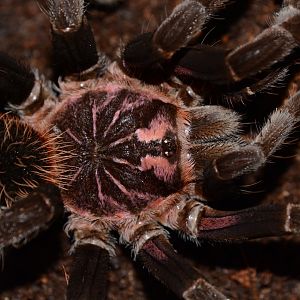 Amazon blue bloom tarantula (Xenesthis intermedia)