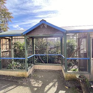 Sri Lankan rusty-spotted cat enclosure 151022