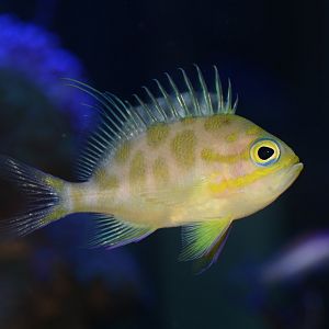 Checked swallowtail (Odontanthias borbonius)