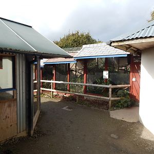 Cottontop tamarin enclosure 151022