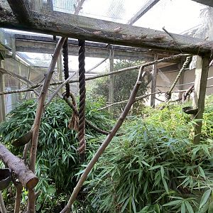 Cottontop tamarin enclosure 151022