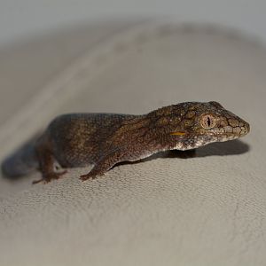 Large-scaled chameleon gecko (Eurydactylodes symmetricus)
