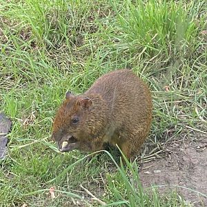 Central American agouti 151022